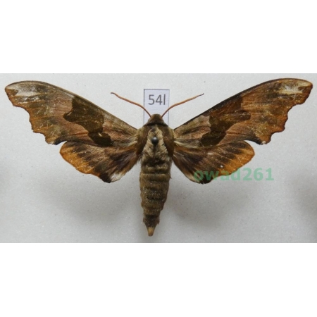 Mimas tiliae (Linnaeus, 1758) Poland54l